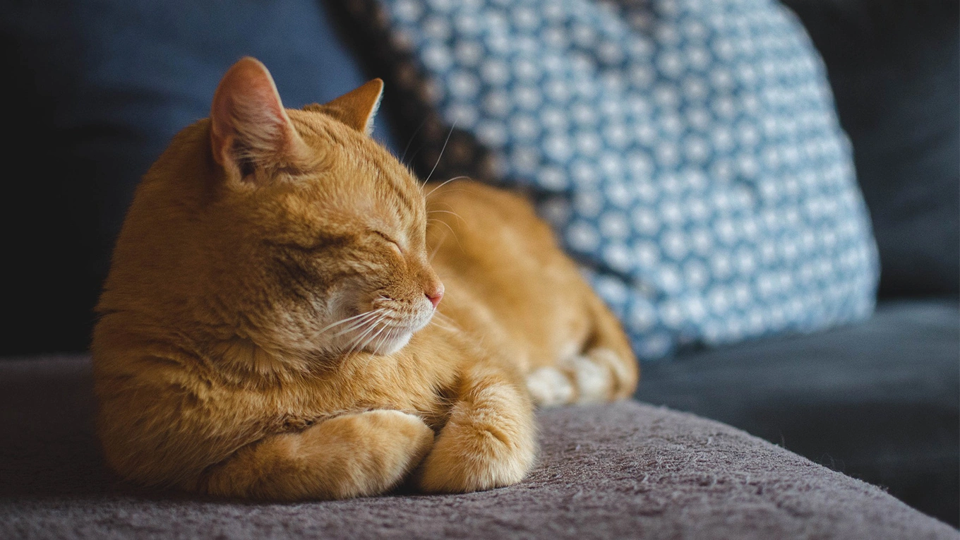 schlafende katze auf einem sofa