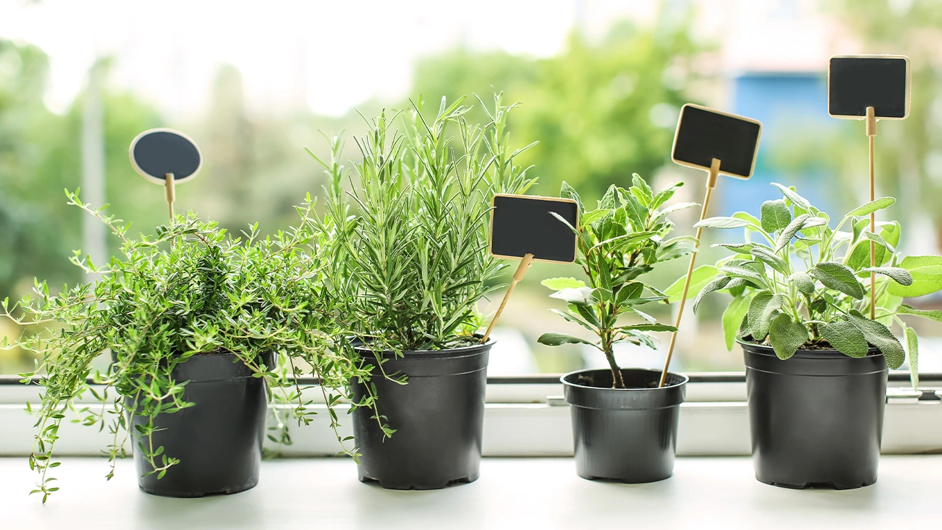 Kitchen herbs from A-Z